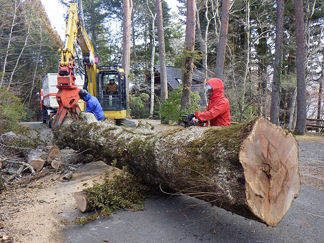 logging-case_e02