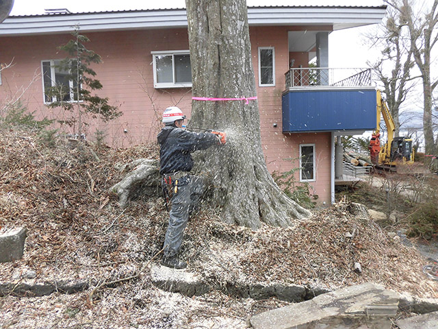 logging-case_s04