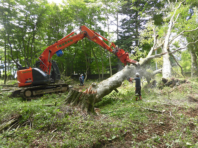 logging-case_s05
